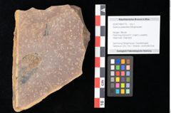 Foto (Objekt + Etikett) von Quercus palaeoilex Ettingshausen (NHMW-GEO-2024-0188-0776)